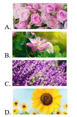 Trắc nghiệm Tiếng Việt lớp 1 Bài 6 (có đáp án): Ôn tập | Kết nối tri thức