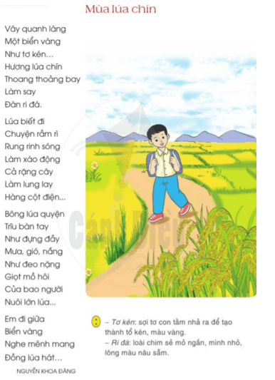 Mùa lúa chín trang 30 - 31 -32 Tiếng Việt lớp 2 Tập 2 | Cánh diều