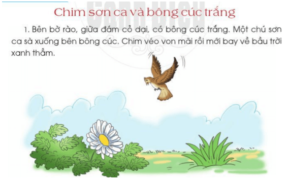 Chim sơn ca và bông cúc trắng trang 49 - 50 - 51 Tiếng Việt lớp 2 Tập 2 | Cánh diều