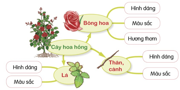 Trắc nghiệm Luyện tập quan sát, tìm ý cho bài văn miêu tả cây cối (có đáp án) | Tiếng Việt lớp 4 Chân trời sáng tạo