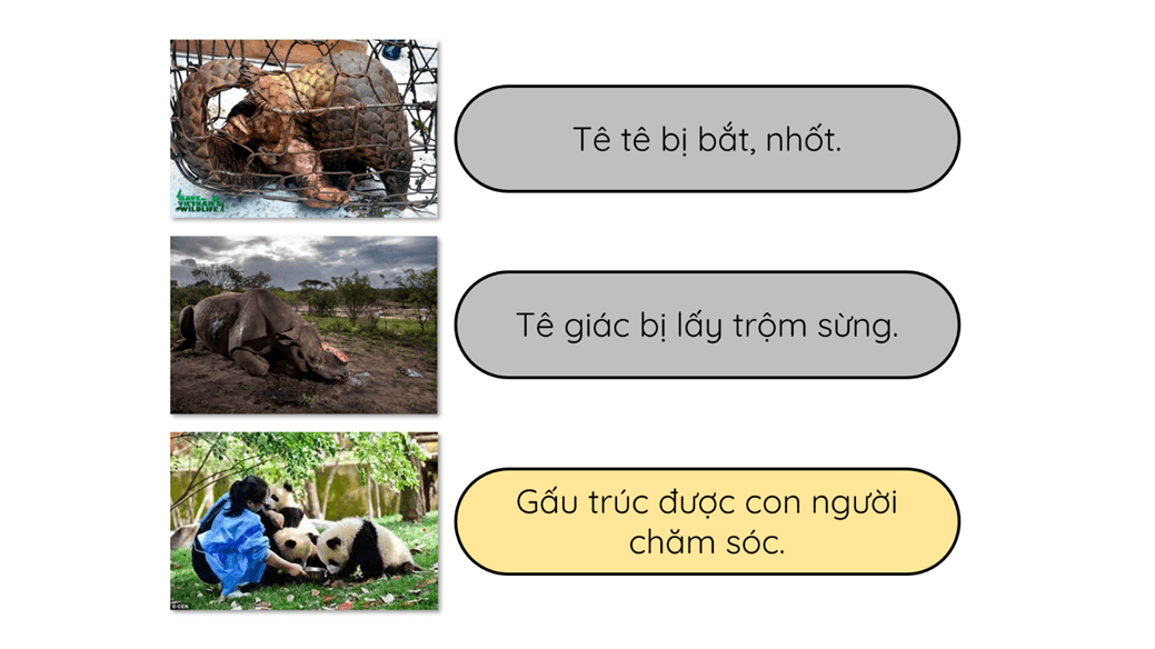 Trắc nghiệm Chung tay bảo vệ động vật (có đáp án) | Tiếng Việt lớp 4 Kết nối tri thức