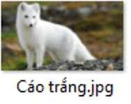Trắc nghiệm Tin học lớp 3 Cánh diều Bài 1 (có đáp án): Sắp xếp phân loại các tệp dữ liệu trong máy tính