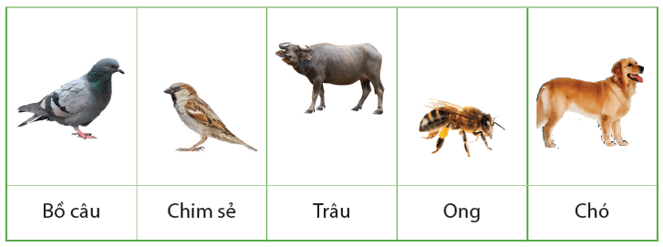 Trắc nghiệm Tin học lớp 3 Cánh diều Bài 1 (có đáp án): Sự cần thiết của sắp xếp