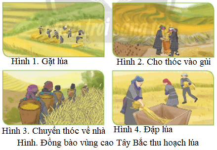 Trắc nghiệm Tin học lớp 3 Chân trời sáng tạo Bài 12 (có đáp án): Thực hiện công việc theo các bước