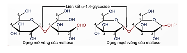 Maltose C12H22O11 là gì