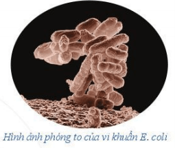 Vi khuẩn E.coli trong điều kiện nuôi cấy thích hợp cứ 20 phút lại phân đôi một lần