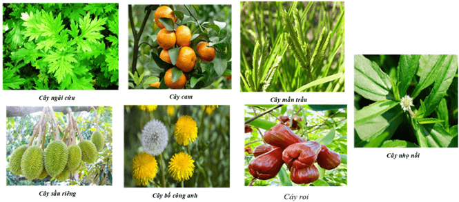 Tổng hợp Lý thuyết Toán 8 Chương 6 Cánh diều