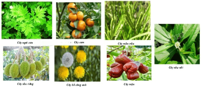 13 Bài tập Thu thập và phân loại dữ liệu (có đáp án) | Cánh diều Trắc nghiệm Toán 8 (ảnh 1)