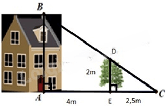 13 Bài tập Ứng dụng của định lí Thalès trong tam giác (có đáp án) | Cánh diều Trắc nghiệm Toán 8 (ảnh 6)