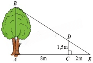 13 Bài tập Ứng dụng của định lí Thalès trong tam giác (có đáp án) | Cánh diều Trắc nghiệm Toán 8 (ảnh 10)