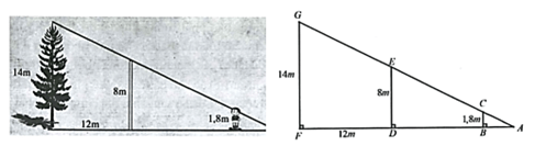 13 Bài tập Ứng dụng của định lí Thalès trong tam giác (có đáp án) | Cánh diều Trắc nghiệm Toán 8 (ảnh 1)