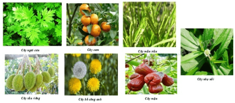 13 Bài tập Thu thập và phân loại dữ liệu (có đáp án) | Chân trời sáng tạo Trắc nghiệm Toán 8 (ảnh 1)