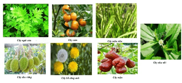 13 Bài tập Thu thập và phân loại dữ liệu (có đáp án) | Kết nối tri thức Trắc nghiệm Toán 8