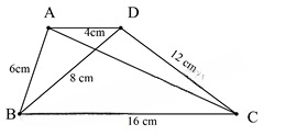 13 Bài tập Ba trường hợp đồng dạng của hai tam giác (có đáp án) | Kết nối tri thức Trắc nghiệm Toán 8