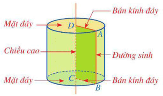 Đường sinh là gì lớp 9 (chi tiết nhất)