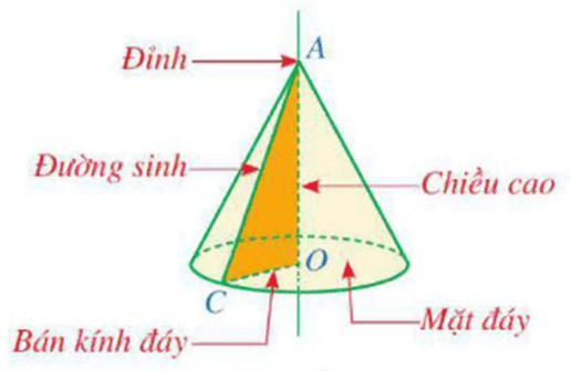 Đường sinh là gì lớp 9 (chi tiết nhất)