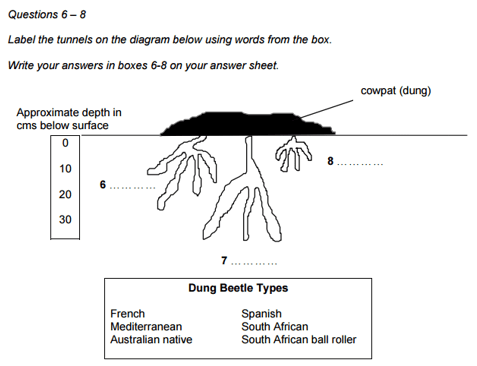 Giải mã 14 dạng bài IELTS Reading thường gặp nhất và phương pháp giải