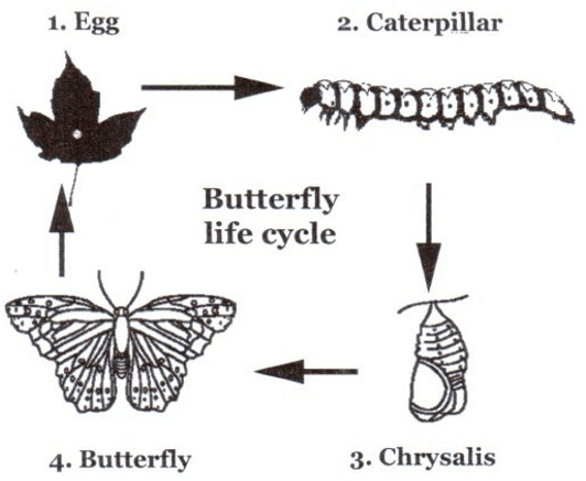 Nhận dạng 7 dạng đề IELTS Writing Task 1