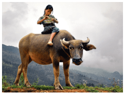 Trắc nghiệm Tiếng Anh 8 Unit 2 (có đáp án): Life in the countryside | Global Success