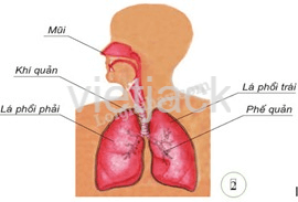 Bài 21: Cơ quan hô hấp