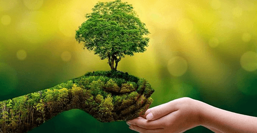 8+ Đoạn văn nghị luận xã hội về tầm quan trọng của việc bảo vệ rừng (siêu hay)