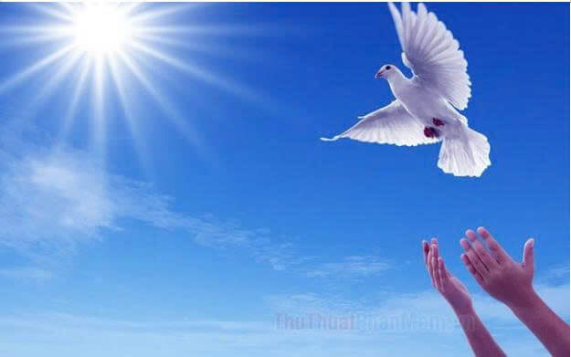 10+ Đoạn văn nghị luận xã hội về hòa bình (siêu hay) (ảnh 1)