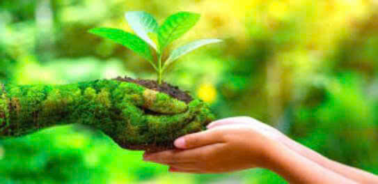 9+ Đoạn văn nghị luận xã hội về lối sống xanh (siêu hay) (ảnh 1)