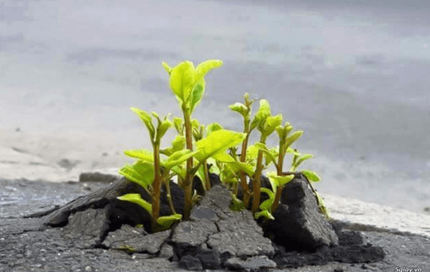 Đoạn văn nghị luận xã hội về nghị lực sống