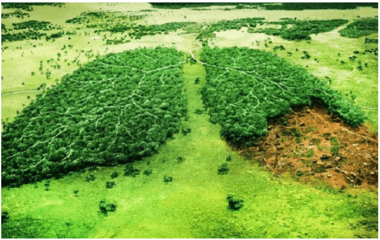 Đoạn văn nghị luận xã hội về vấn nạn chặt phá rừng