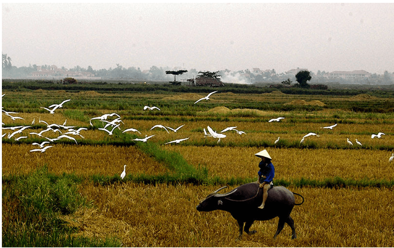 Đoạn văn nghị luận xã hội về vẻ đẹp cuộc sống