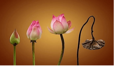 10+ Nghị luận xã hội 200 chữ về sự vô thường (siêu hay)