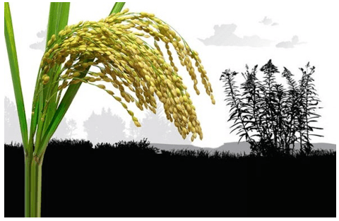 10+ Đoạn văn nghị luận xã hội đức tính khiêm tốn (siêu hay)