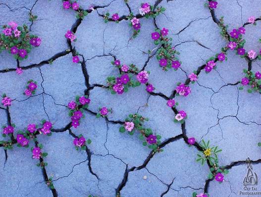 7+ Đoạn văn nghị luận xã hội giá trị của nghịch cảnh (siêu hay)