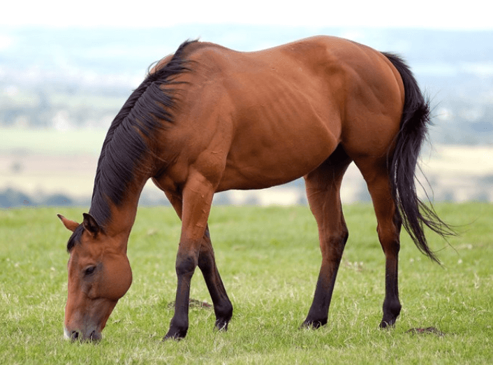 Top 40 Tả Con Ngựa Mà Em Có Dịp Nhìn Thấy | Tập Làm Văn Lớp 4
