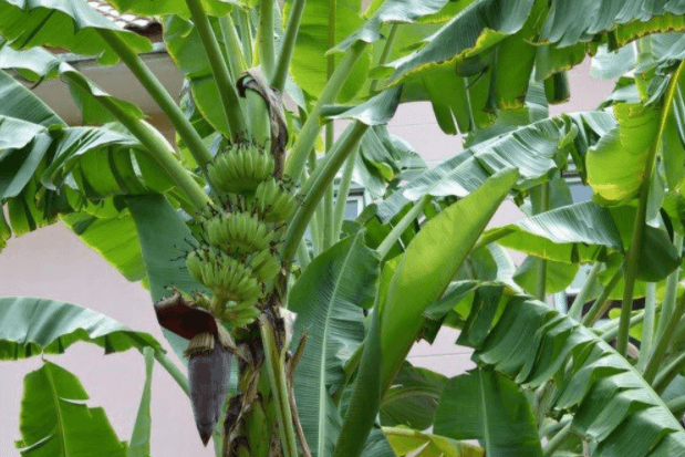 Thuyết minh về cây chuối