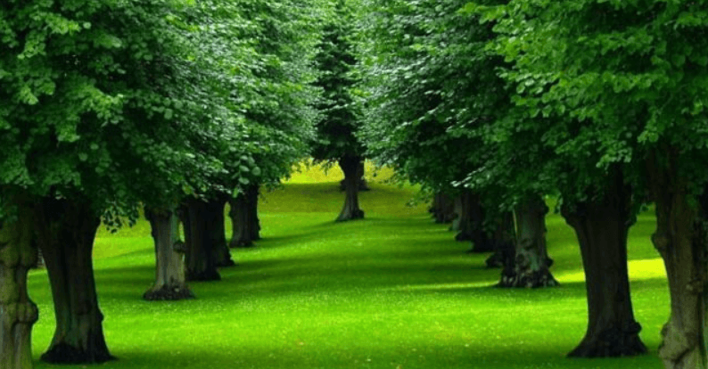 Dàn ý Vai trò của cây xanh trong việc bảo vệ môi trường sống