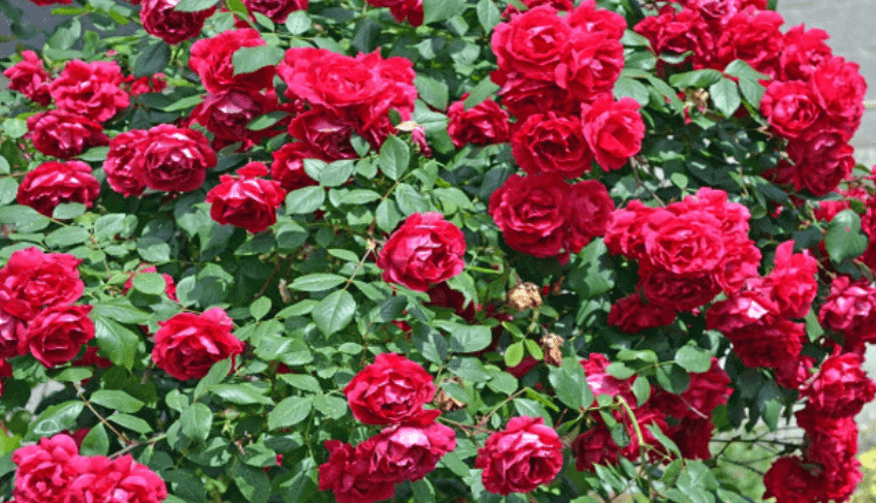 Bài văn mẫu Tả cây hoa hồng đang nở hay nhất (dàn ý - 6 mẫu) | Tập làm văn  lớp 5
