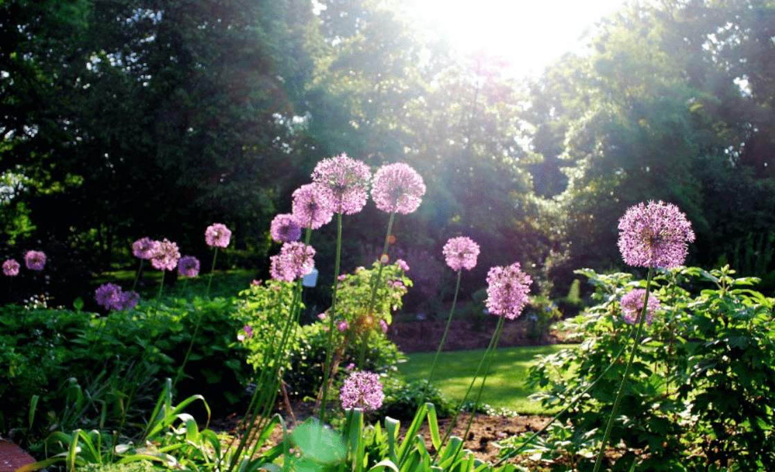 Bài văn mẫu tả lại khu vườn vào một buổi sáng đẹp trời mà em có dịp quan sát