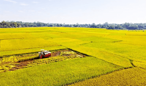 15+ Đoạn văn tả cánh đồng lúa quê em lớp 3 (điểm cao)