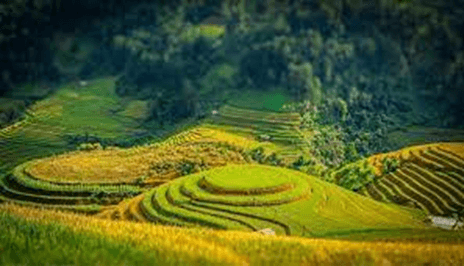 20+ Đoạn văn tả cảnh đồng lúa quê em lớp 4 (điểm cao)