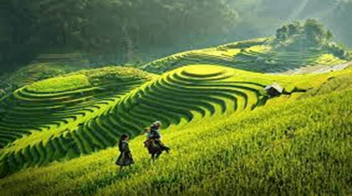 15+ Đoạn văn tả cảnh ruộng bậc thang lớp 3 (điểm cao)