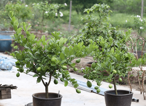 20+ Đoạn văn tả cây chanh lớp 4 (điểm cao)