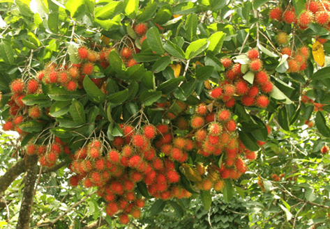 15+ Đoạn văn tả cây chôm chôm lớp 4 (điểm cao)
