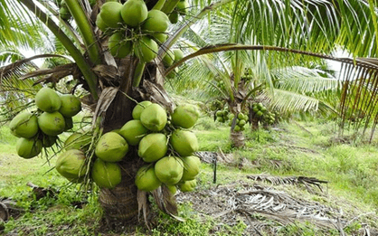 20+ Đoạn văn tả cây dừa lớp 4 (điểm cao)
