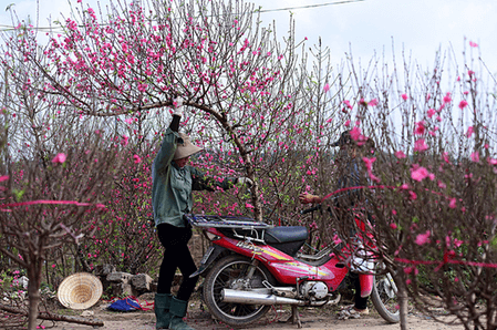 20+ Đoạn văn tả cây hoa đào lớp 4 (điểm cao)
