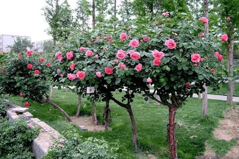 15+ Đoạn văn tả cây hoa hồng đang ra hoa lớp 4 (điểm cao)