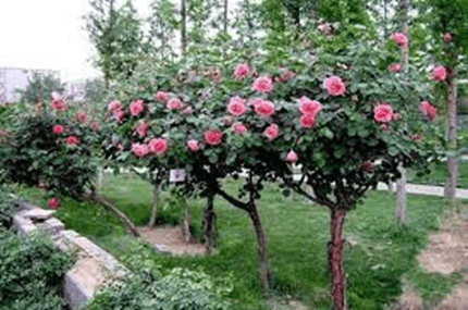 15 Đoạn văn tả cây hoa hồng lớp 3 (điểm cao)