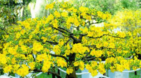 25 Đoạn văn tả cây hoa mai lớp 3 (điểm cao)
