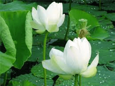 20+ Đoạn văn tả cây hoa sen lớp 4 (điểm cao)