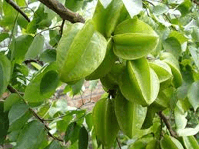 15 Đoạn văn tả cây khế lớp 2 (điểm cao)